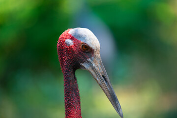 Eastern Sarus Crane (Antigone antigone sharpii), wild bird in wildlife nature field