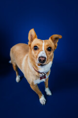 Funny dog against blue background 