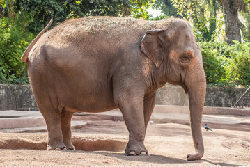 Fototapeta na wymiar elephant wanders sad in his zoo cage