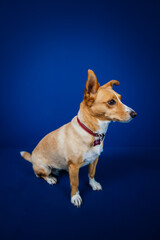 Funny dog against blue background 