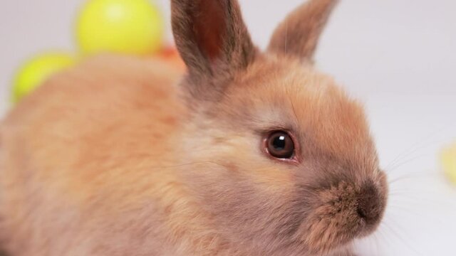 Macro funny video of a fluffy brown rabbit wiggling his nose, intently sniffing. Rabbit diseases, coccidiosis. Fast nimble bunny lurked, incredulous and out of his comfort zone. Easter bunny nose, sen