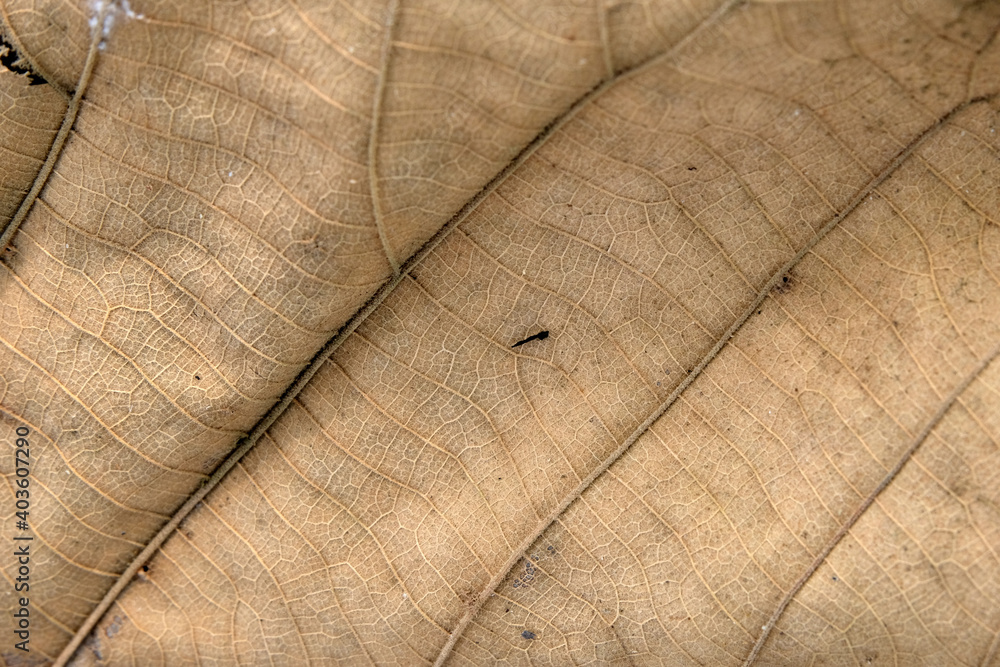 Wall mural Brown Teak leaf close up