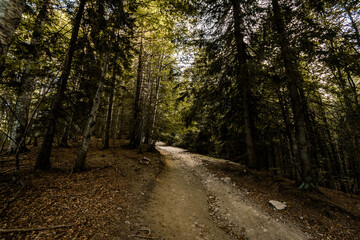 Fototapeta premium path in the woods