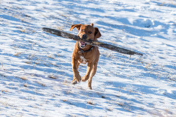 beautiful brown labrador retriever playing with stick in snow