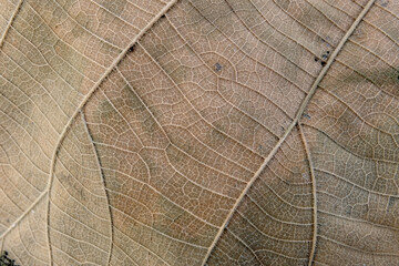 Brown Teak leaf close up