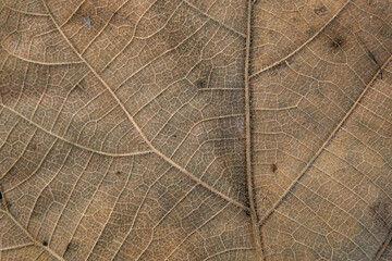 Brown Teak leaf close up