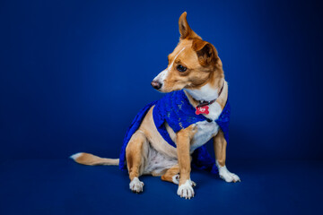 Funny dog against blue background 