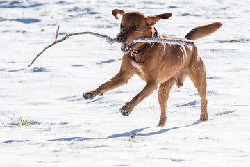 beautiful brown labrador retriever playing with stick in snow