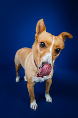 Funny dog against blue background 
