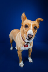 Funny dog against blue background 