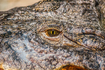 crocodile on the river bank take a rest after hunting