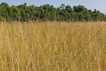 Closeup field of hay grass growing in rural farm meadow