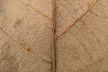 Brown Teak leaf close up