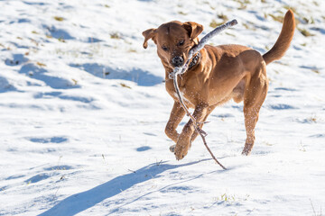 beautiful brown labrador retriever playing with stick in snow