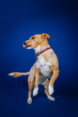 Funny dog against blue background 