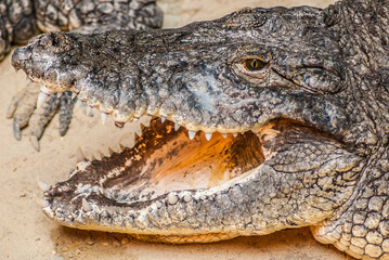 crocodile on the river bank take a rest after hunting