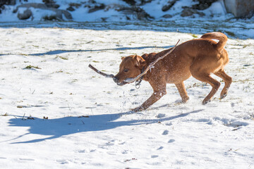 beautiful brown labrador retriever playing with stick in snow