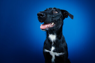 Funny black dog doing tricks  against blue background. 