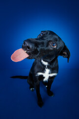 Funny black dog doing tricks  against blue background. 