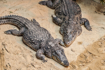 crocodile on the river bank take a rest after hunting