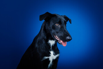 Funny black dog doing tricks  against blue background. 