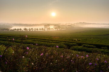 The scenery of morning sunrise over a tea plantation with a beautiful sea of fog in Chiang Rai, Thailand.