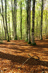 Sunrise through th beech trees into the forest.