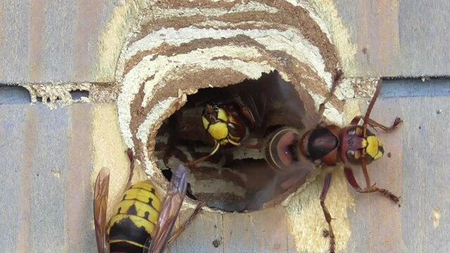 Hornisse ventiliert Frischluft am Nesteingang
