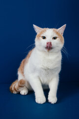 White and orange  mix0breed cat against blue background. 