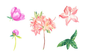 Watercolor set of pink flowers on white isolated background.Collection of rose,rhododendron with leaves hand painted.Clip art with botanical illustrations.Designs for cards,packaging,posters.