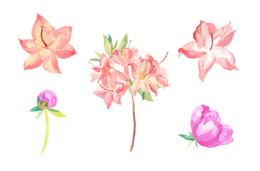Watercolor set of pink flowers on white isolated background.Collection of rose,rhododendron with leaves hand painted.Clip art with botanical illustrations.Designs for cards,packaging,posters.