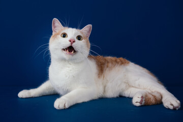 White and orange  mix0breed cat against blue background. 