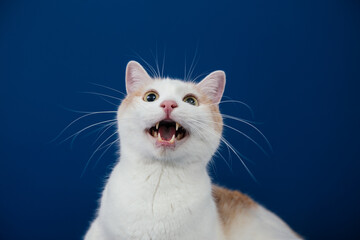 White and orange  mix0breed cat against blue background. 