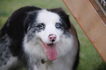 blue merle border collie dog