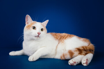 Fototapeta na wymiar White and orange mix0breed cat against blue background. 
