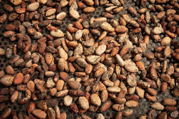 View of cacao seeds being sun dried. Also known as Theobroma cacao.