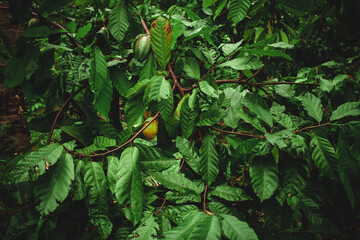 View of cacao fruits hanging in a cacao tree. Yellow color cocoa fruit (also known as Theobroma cacao).Focus set on green fruit.