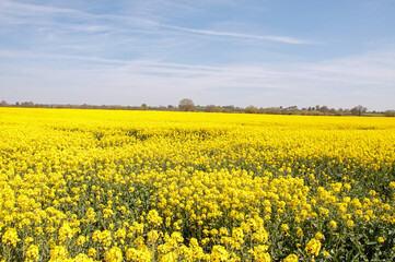 Fototapeta premium Springtime Canola crops in the British countryside.