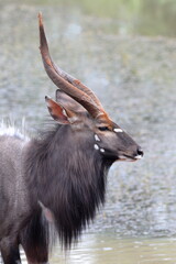 Nyala Bull