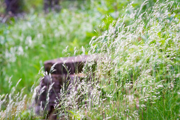 grass on the ground