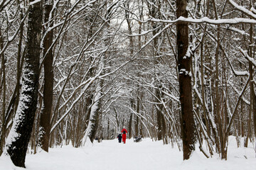 Winter park after snowfall, people walking among the snow covered trees at cold weather