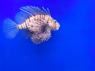 fish in aquarium blue water isolated object