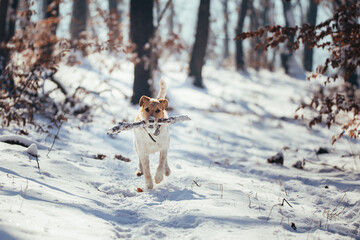 Happy fox terrier in the snow. Fun with a dog in the mountains. Hiking with a dog.
