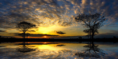 Panorama silhouette tree in africa with sunset.Tree silhouetted against a setting sun reflection on water.Typical african sunset with acacia trees in South Africa.