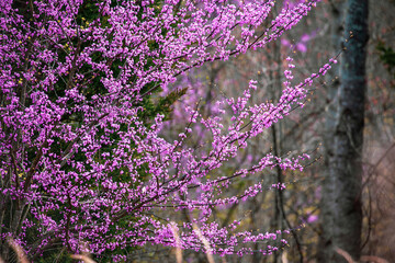 Eastern Redbud Tree, Cercis Canadensis, native to eastern North America shown here in full bloom in...