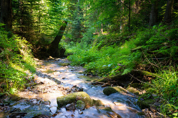 Fototapeta premium stream in the forest 2