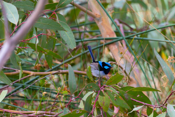Fairy wren