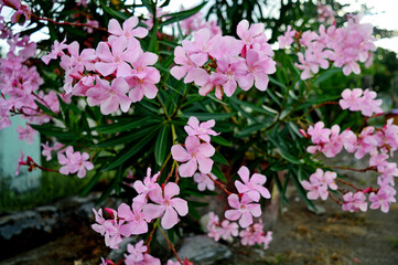 Bunga oleander - Soft pink sweet oleander flowers blooming at garden in spring time.