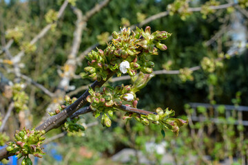 Blossoming cherry flowering branch in the green nature