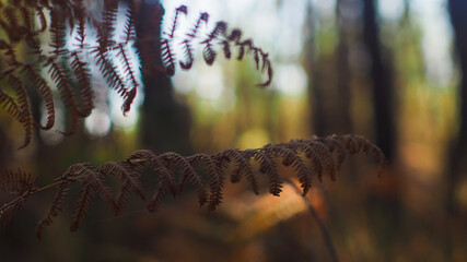 La flore de la forêt des Landes de Gascogne se pare de belles teintes automnales, en cette fin de...